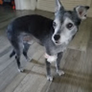 Meet your Posher, Peyton